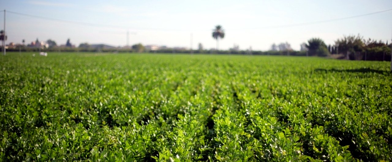 Campo de cultivo en plena temporada