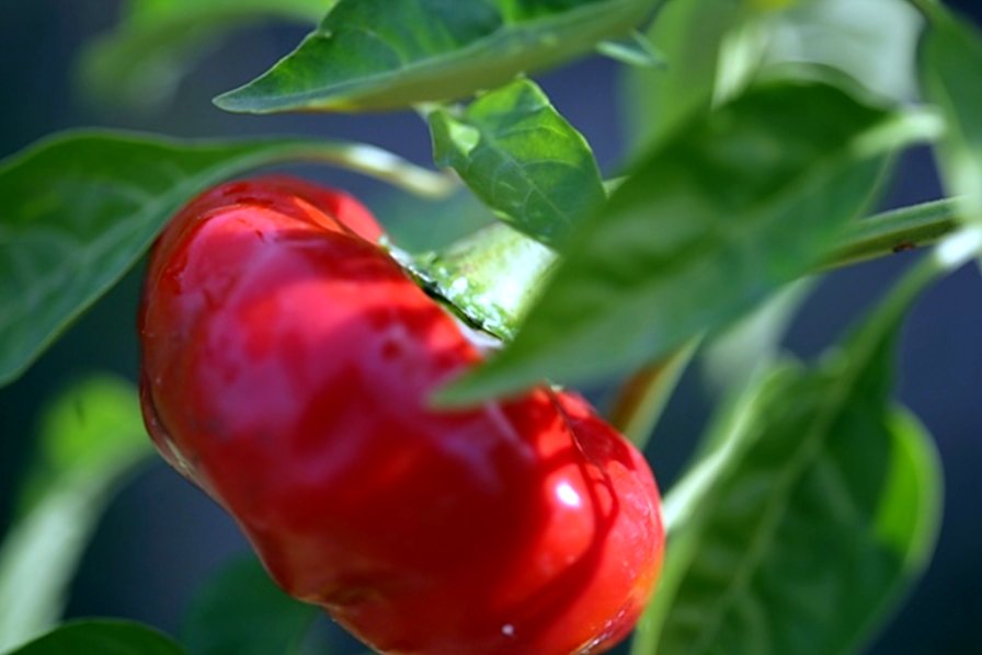 Pimiento rojo en la planta